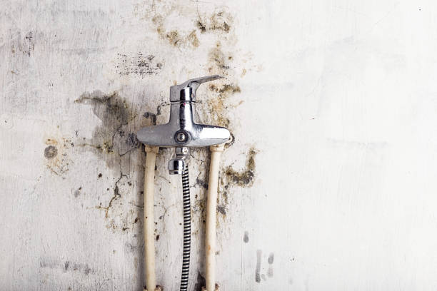 Best Mold Removal Near Me  in Rotonda, FL