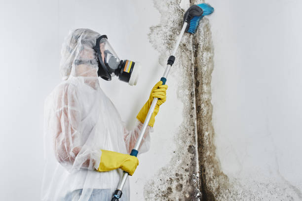 Best Fast Mold Removal  in Rotonda, FL