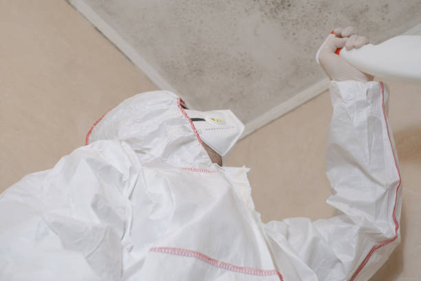 Attic Mold Removal in Rotonda, FL