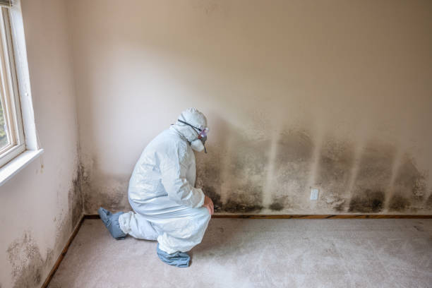 Best Residential Mold Removal  in Rotonda, FL