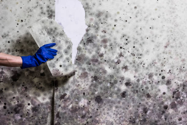 Best Office Mold Removal Services  in Rotonda, FL