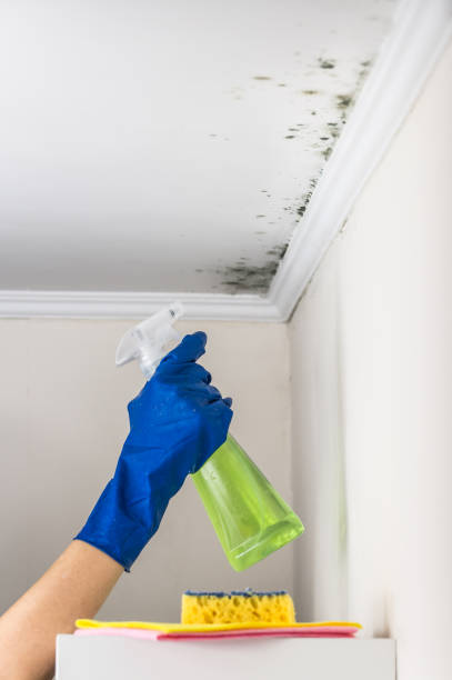 Best Local Mold Removal Service  in Rotonda, FL